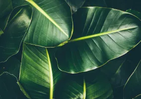 REGrow: Resident-led Food-Waste Composting Initiative